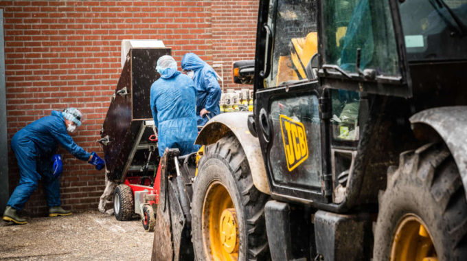 Un millón de visones sacrificados en Holanda y España en medio de los estragos de la cría de pieles Covid-19