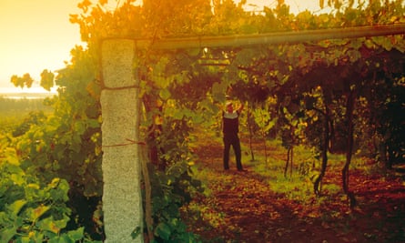 Científicos descifran el misterio de cómo surgió el preciado vino albariño de España