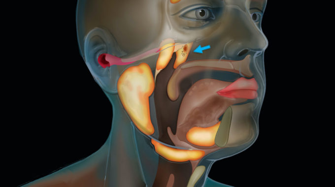 Los científicos descubren un nuevo órgano en la garganta