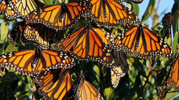 Miles de mariposas monarca finalmente llegaron a México