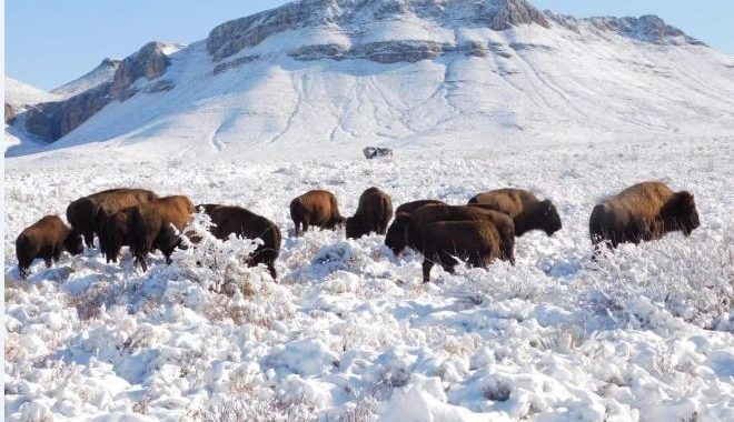 Surgen preocupaciones sobre la caza después de la reintroducción del bisonte en el norte de México
