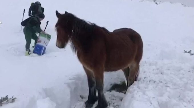 Equipos de emergencia en España rescatan animales de las secuelas de la tormenta Filomena