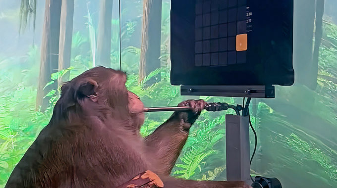 Observa a un mono equipado con el dispositivo Neuralink de Elon Musk jugar Pong con su cerebro
